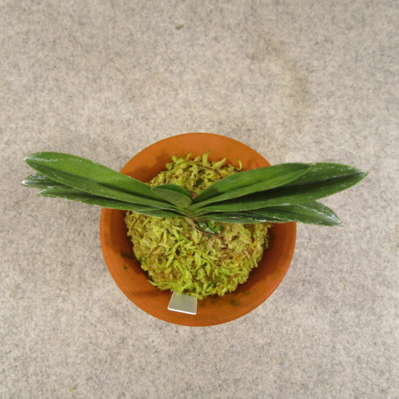 fu0021