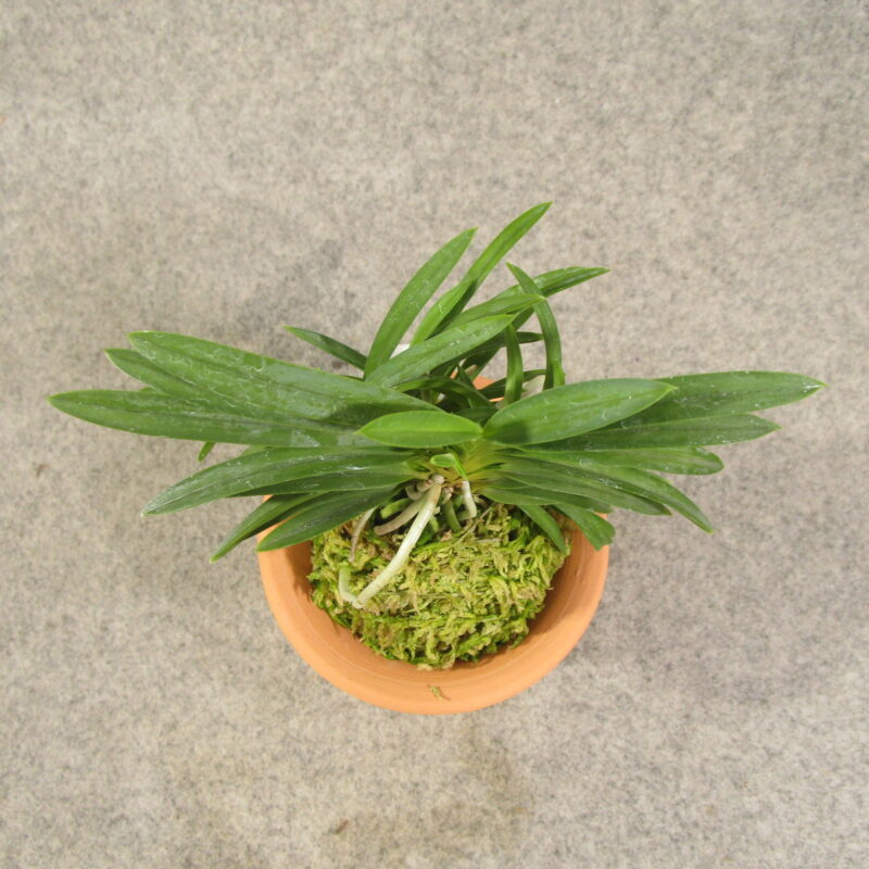 fu0101