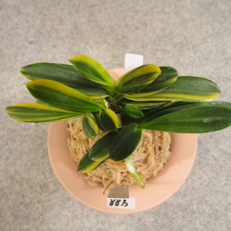 fu0117