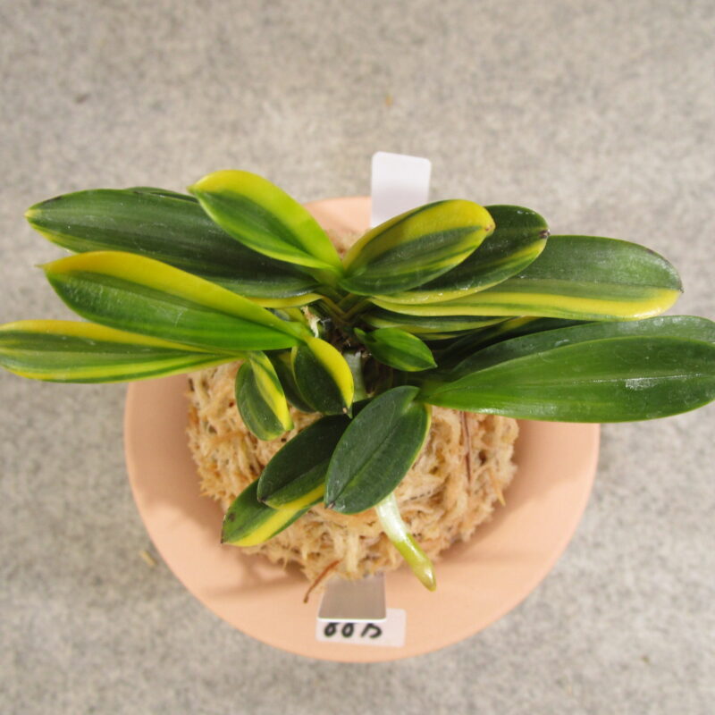 fu0117